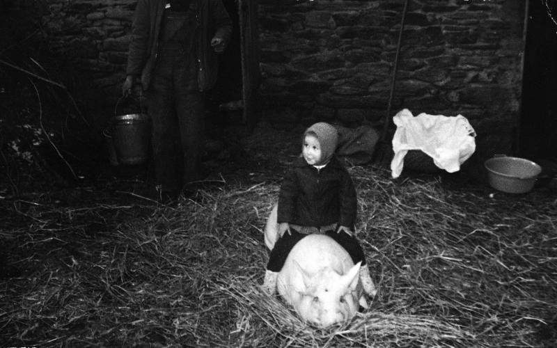 ​Abattage (masèl) du cochon (pòrc, tesson) : enfant juché sur un cochon abattu disposé sur un lit de paille, à La Galdeyrie, vers 1950