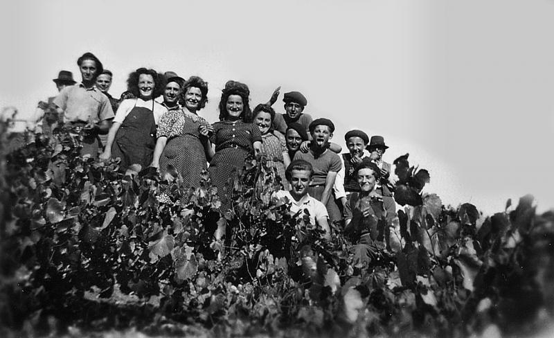 Groupe (còla) de vendangeurs (vendemiaires, vendeniaires) dans une vigne (vinha), à Bigergues, septembre 1946