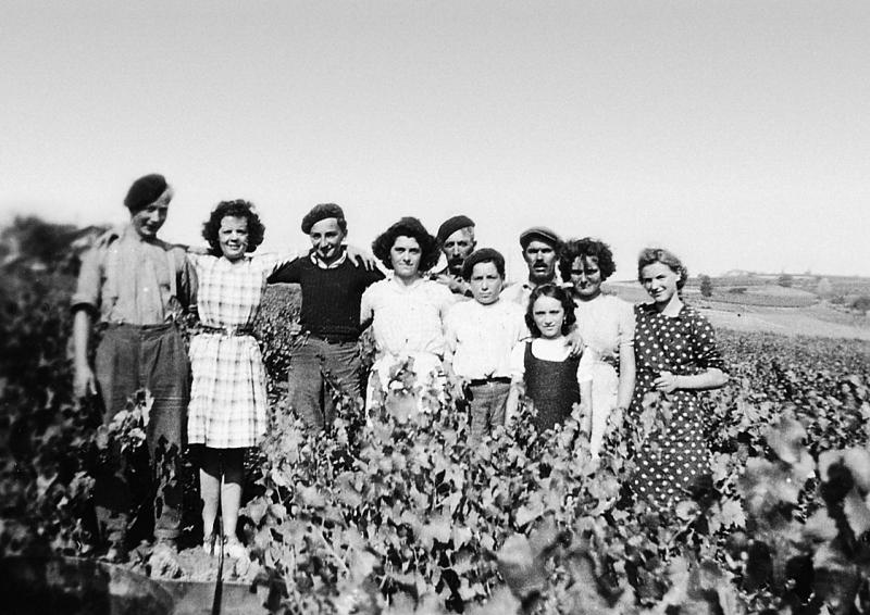Groupe (còla) de vendangeurs (vendemiaires, vendeniaires) dans une vigne (vinha), à Gaillac (81), 1945-1950