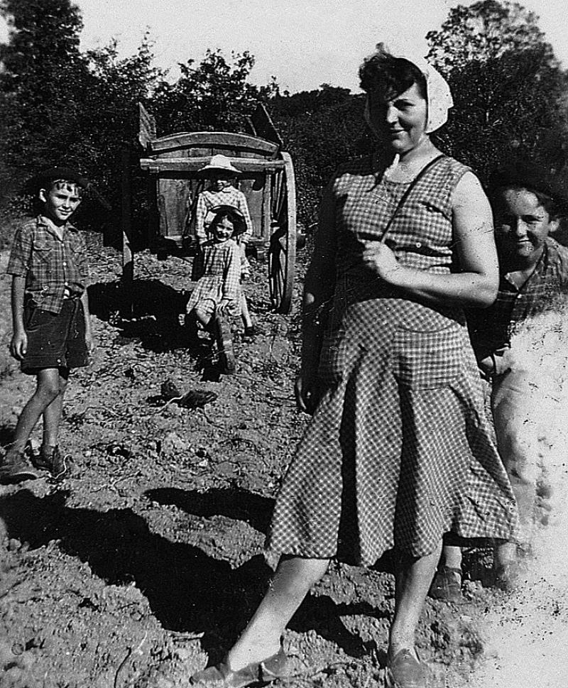 Temps de pause durant ramassage des pommes de terre (patanons, trufas, trufes, trufets) devant un tombereau (tombarèl), à La Roque, 1954