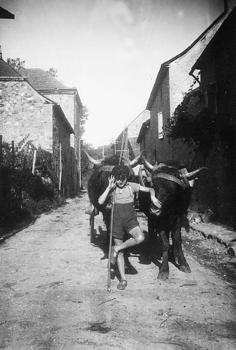 Jeune garçon (dròlle, enfant) devant une paire de bovidés (parelh) de race salers attelée à un char (carri) à l'arrêt dans une rue (carrièira), 1945