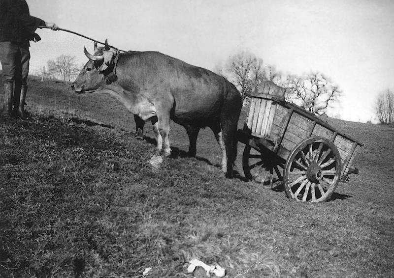 Charroi (carreg) d'un tombereau (tombarèl) de terre avec une paire de bovidés (parelh), à La Baume, 1938
