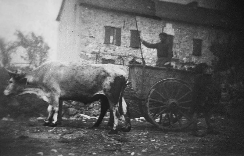 Paire de bovidés (parelh) attelée à un tombereau (tombarèl) devant une maison (ostal), à Montramech, 1947