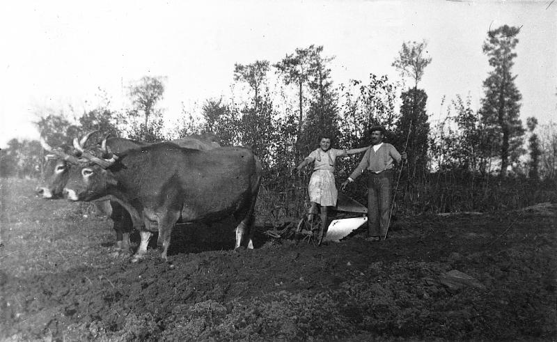 Temps de pause durant labour (laur, laurada) avec paire de bovidés (parelh) et charrue Brabant, au Pontet, novembre 1943