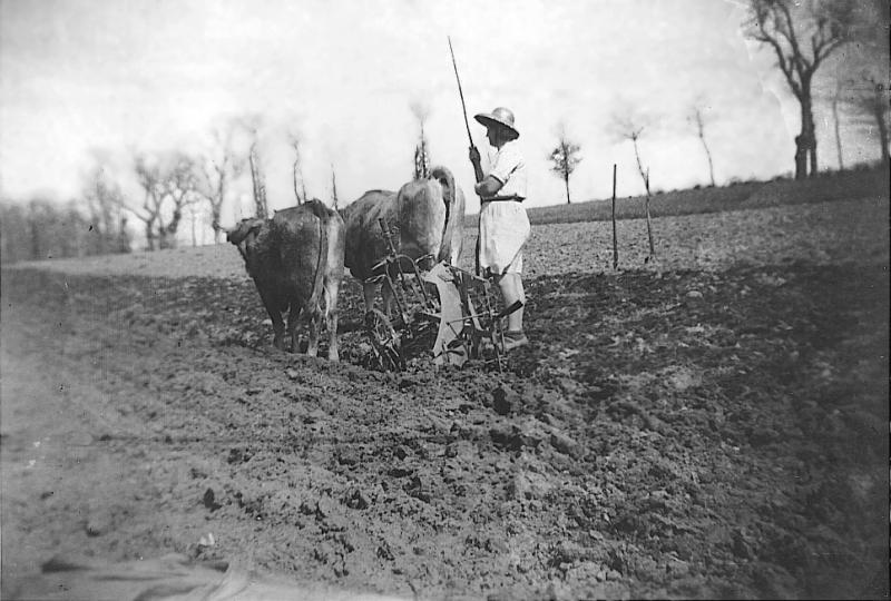 Temps de pause durant labour (laur, laurada) avec paire de bovidés (parelh) et charrue Brabant, au Mazuc de Vézis, 31 mars 1946