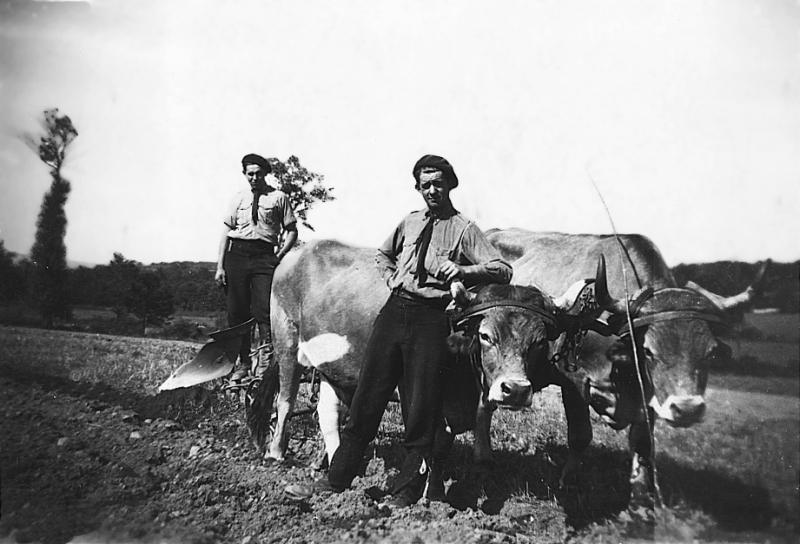 Temps de pause durant labour (laur, laurada) avec paire de bovidés (parelh) et charrue Brabant, à Parayret, novembre 1944