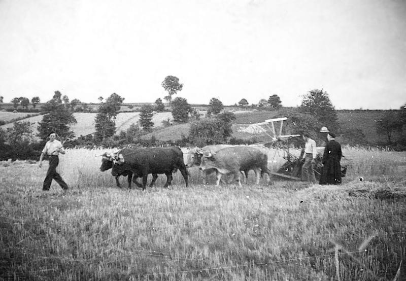 Moisson (meisson, sèga) mécanisée avec deux paires (prodèl) de bovidés et moissonneuse lieuse (ligaira, liusa) avec rabatteurs, juillet 1947