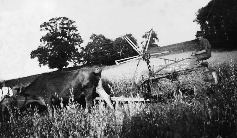 Temps de pause durant moisson (meisson, sèga) mécanisée avec paire de bovidés (parelh) et moissonneuse lieuse (ligaira, liusa) à rabatteurs, à Puech Usclat, 1943-1944