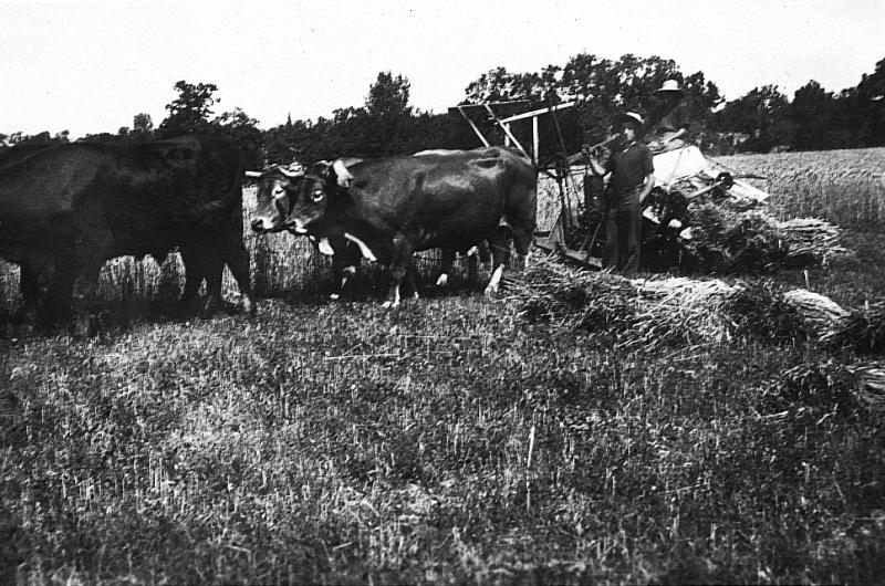 Temps de pause durant moisson (meisson, sèga) mécanisée avec deux paires (prodèl) de bovidés et moissonneuse lieuse (ligaira, liusa) avec rabatteurs, au Grifoulas, 1935-1940