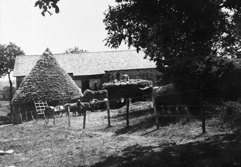 Temps de pause durant la confection d'un gerbier (plonjon) devant une grange (fenial, granja), trois paires de bovidés (parelhs) attelées à des chars (carris), au Grifoulas, vers 1945