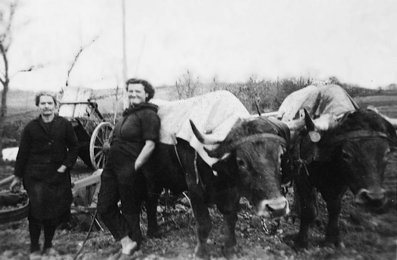 Temps de pause durant plantation des pommes de terre (patanons, trufas, trufes, trufets), tombereau (tombarèl) et paire de bovidés (parelh) recouverte d'un châle (saile), à la Pièce longue, 1943