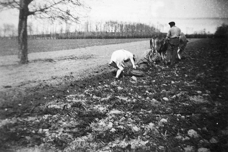 Femme plantant des pommes de terre (patanons, trufas, trufes, trufets) durant labour (laur, laurada) avec charrue Brabant attelée à une paire de bovidés (parelh), au Mazuc de Vézis, 31 mars 1946