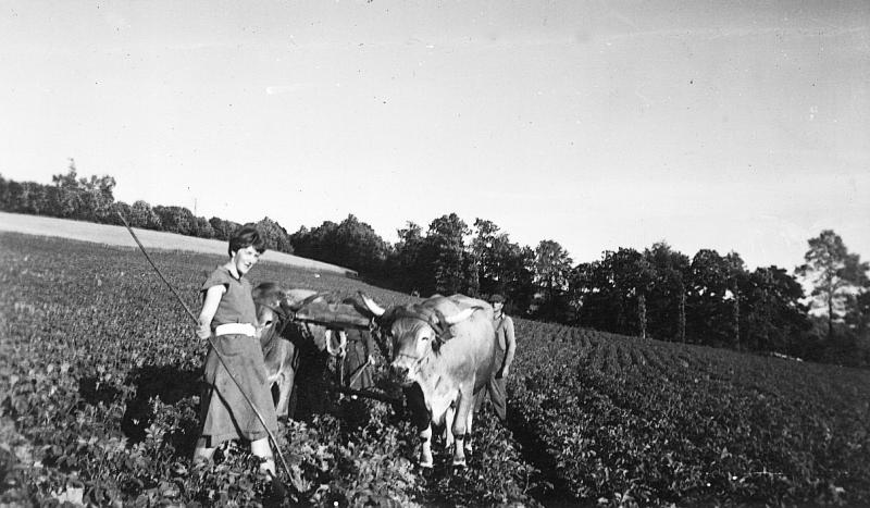 Temps de pause durant buttage (tarrar) des pommes de terre (patanons, trufas, trufes, trufets) avec paire de bovidés (parelh), à Rabjac, 1960