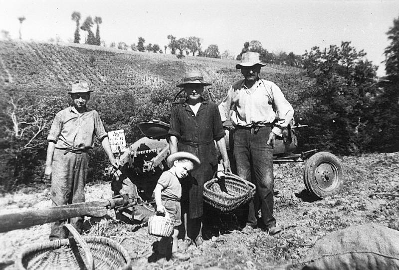 Temps de pause durant arrachage des pommes de terre (patanons, trufas, trufes, trufets) avec un tracteur, à La Bessière, 1958