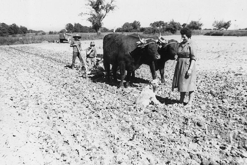 Temps de pause durant ensemencement en maïs (milh) d'un champ (camp, pèça) avec paire de bovidés (parelh) de race salers, à Puech Landez, 1964