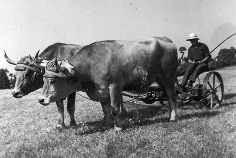 Temps de pause durant fauchage mécanisé avec paire de bovidés (parelh) et une faucheuse (dalhusa, segaira), à La Vaysse, 1950