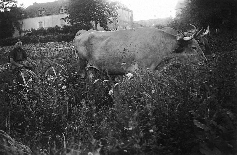 Temps de pause durant fauchage mécanisé avec paire de bovidés (parelh) et une faucheuse (dalhusa, segaira) devant une maison (ostal), au Grifoulas, 1935-1940