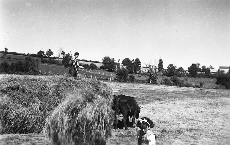 Chargement manuel du foin (fen) sur un char (carri) attelé à une paire de bovidés (parelh) de race salers, à Gentils, 1960