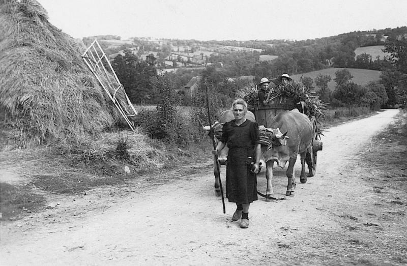 Gerbier (plonjon), charroi (carreg) de pousses (milharga) de maïs (milh) avec paire de bovidés (parelh) et char (carri), à La Baume, 1950