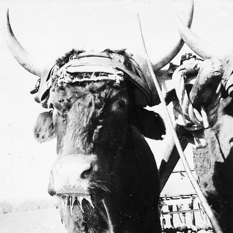 Gros plan sur une paire de bovidés (parelh) de race salers, à Cabanelles