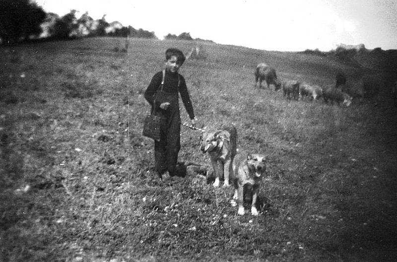 Garçon avec deux chiens (cans) gardant un troupeau de bovidés (vacada) dans une prairie (prada, prat), à Montramech, 1947