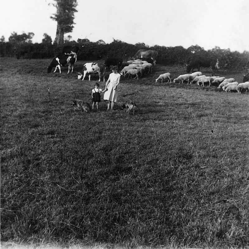 Fillette (drolleta, filheta) et femme avec deux chiens (cans) gardant un troupeau de bovidés (vacada) et d'ovidés (fedas) dans une prairie (prada, prat), au Rieu, juillet 1960