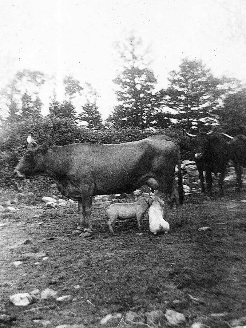 Deux porcelets (porcèls, porcelons, tessons) têtant une vache (vaca) dans une prairie (prada, prat), à Bonnière, vers 1960