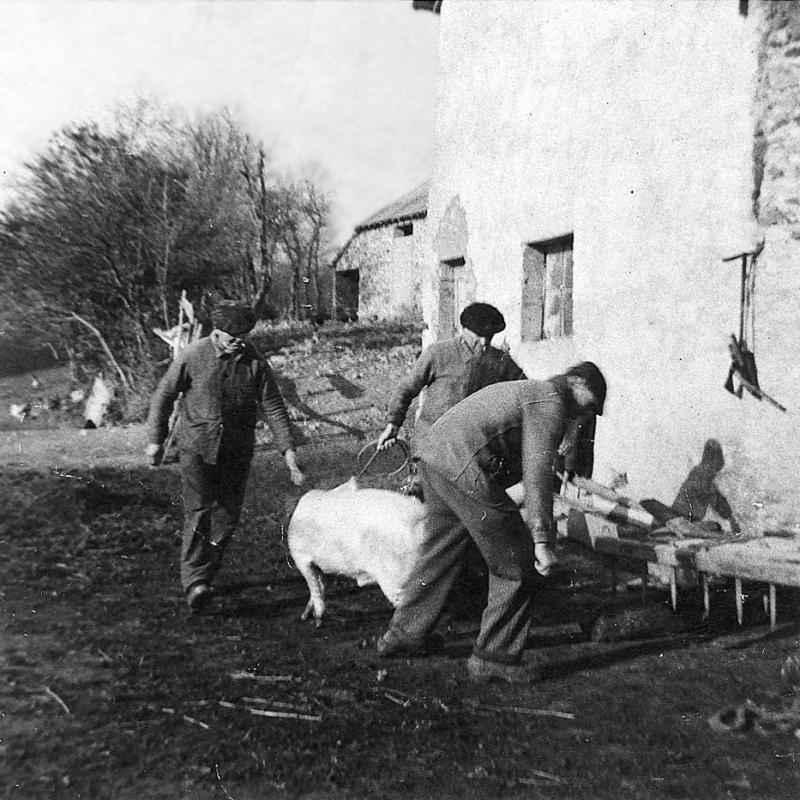 Abattage (masèl) du cochon (pòrc, tesson) : trois hommes dans une cour de ferme (bòria) conduisant le cochon sur le lieu de la saignée, à Milharès, 1954