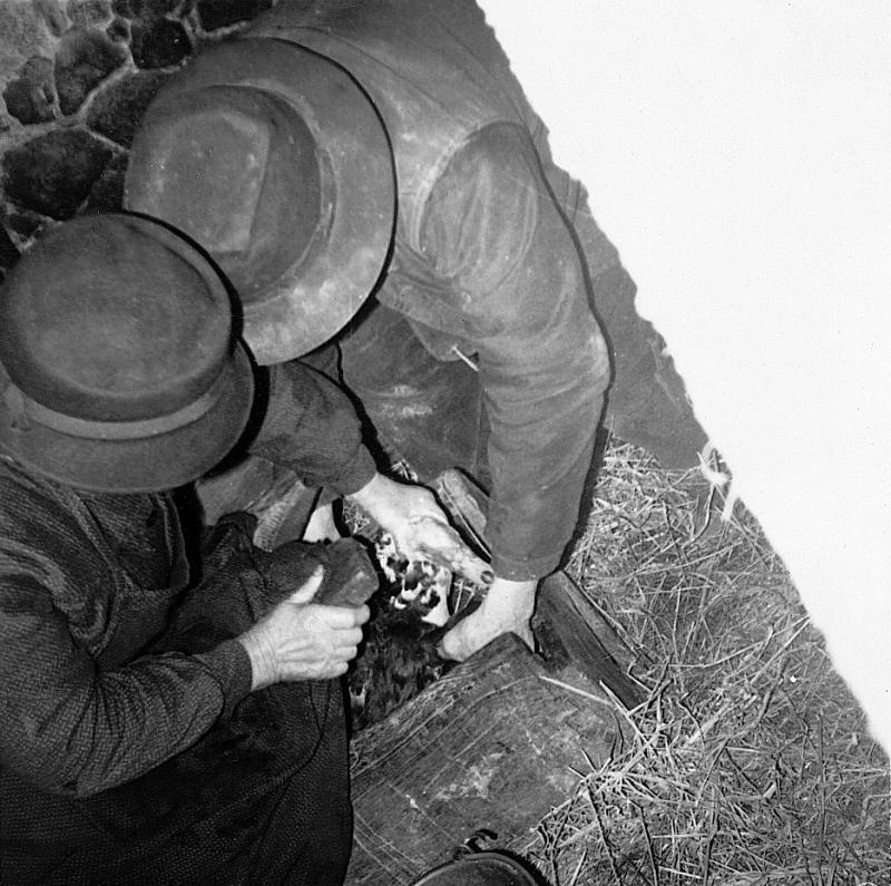 Couple (coble) immobilisant un canard (guit, rit) dans une caisse en bois pour le gaver (embucar), à Laval, vers 1940