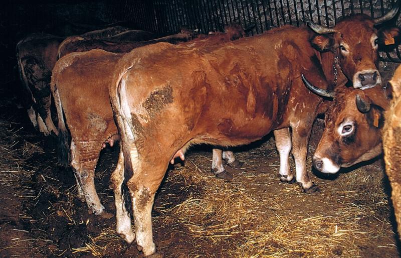 Vaches (vacas) de race aubrac dans une étable (estable), en Ségala (secteur de Rieupeyroux), avril 1999