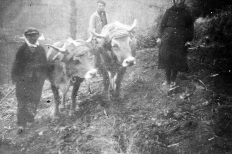 Temps de pause durant labour (laur, laurada) avec paire de bovidés (parelh), au Caussanel, 1931