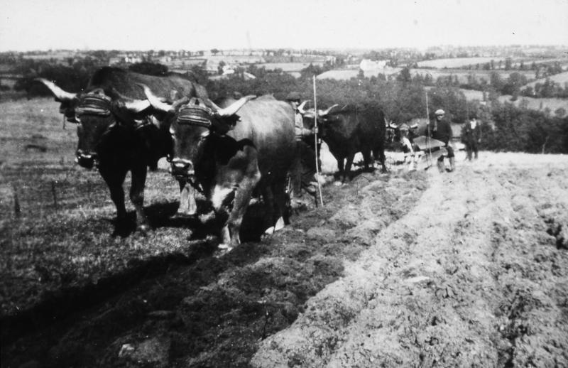 Temps de pause durant labour (laur, laurada) avec trois paires de bovidés (parelhs) et trois charrues Brabant, à Lafon, 1944