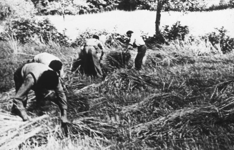 Moisson (meisson, sèga) manuelle à la faucille (volam) et hommes liant les javelles (gavèlas)