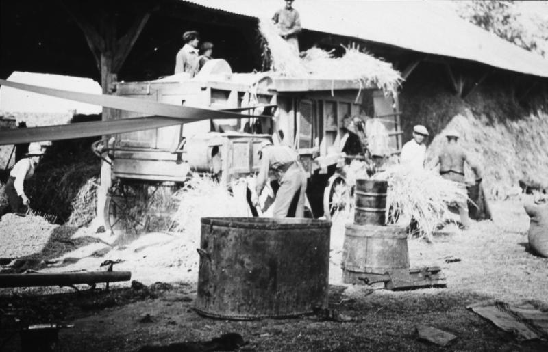 Dépiquage (escodre) mécanisé à la batteuse (batusa) et ensachage du grain devant un hangar (engard), à Violelle, 1943