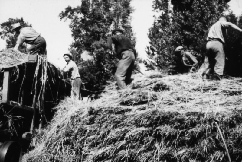 Dépiquage (escodre) mécanisé à la batteuse (batusa), hommes démontant un gerbier (plonjon), à Magrin, 1957