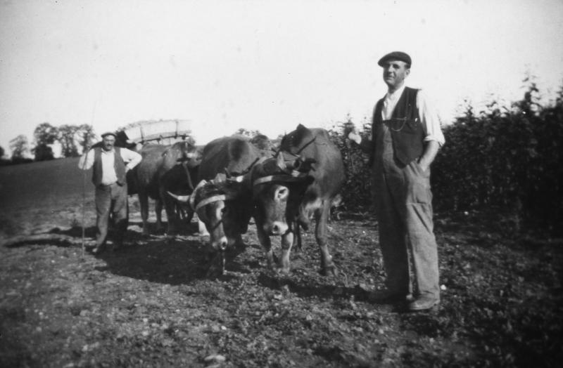 Temps de pause durant charroi (carreg) d'un tombereau (tombarèl) de pommes de terre (patanons, trufas, trufes, trufets) avec deux paires de bovidés (prodèl), à La Planquette, 1940