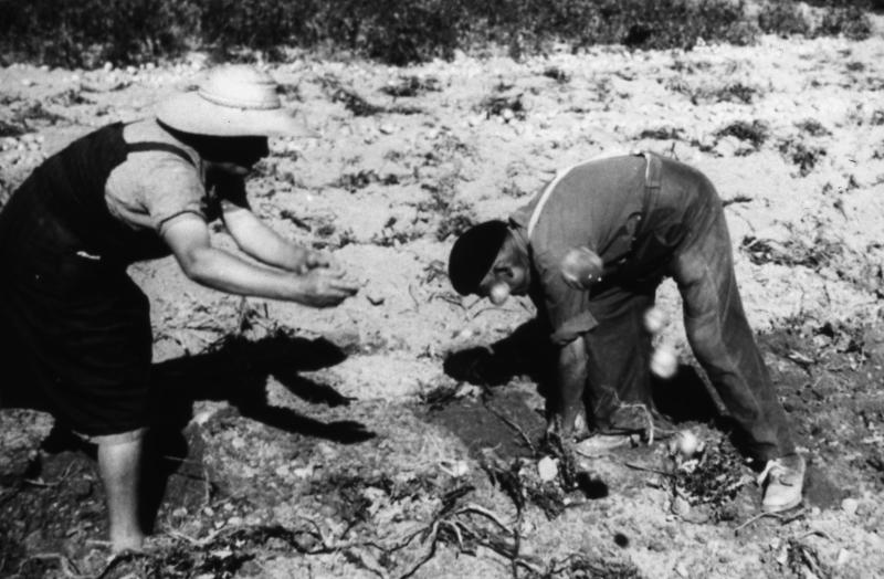Femme et homme récoltant des pommes de terre (patanons, trufas, trufes, trufets), à Magrin, 1955