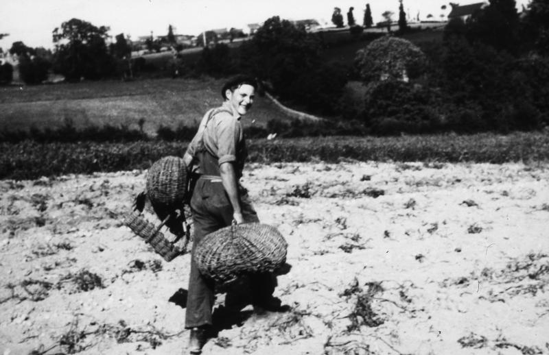 Jeune homme (jove, june òme) avec trois paniers (panièrs) à la main dans un champ (patanonièira, trufièira) de pommes de terre (patanons, trufas, trufes, trufets), à Magrin, 1955