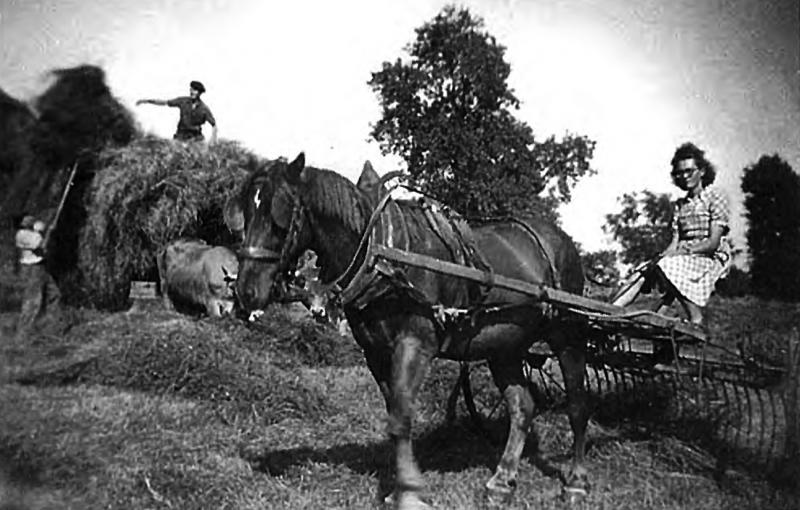 Chargement manuel du foin (fen) sur char (carri) attelé à une paire de bovidés (parelh) et râtelage mécanisé avec équidé et râteau fâneur, à Milhac, 1944