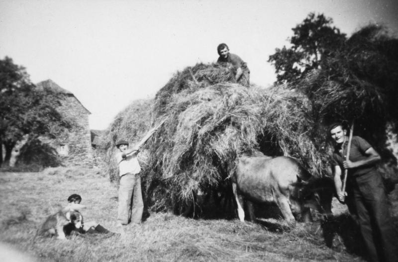 Temps de pause durant chargement manuel du foin (fen) sur un char (carri) attelé à une paire de bovidés (parelh), à Milhac, vers 1950