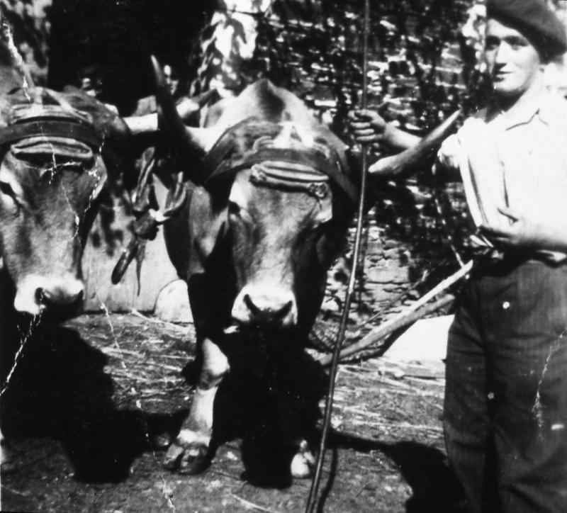 Homme avec paire de bovidés (parelh) devant une porte d'étable (estable), 1949-1950