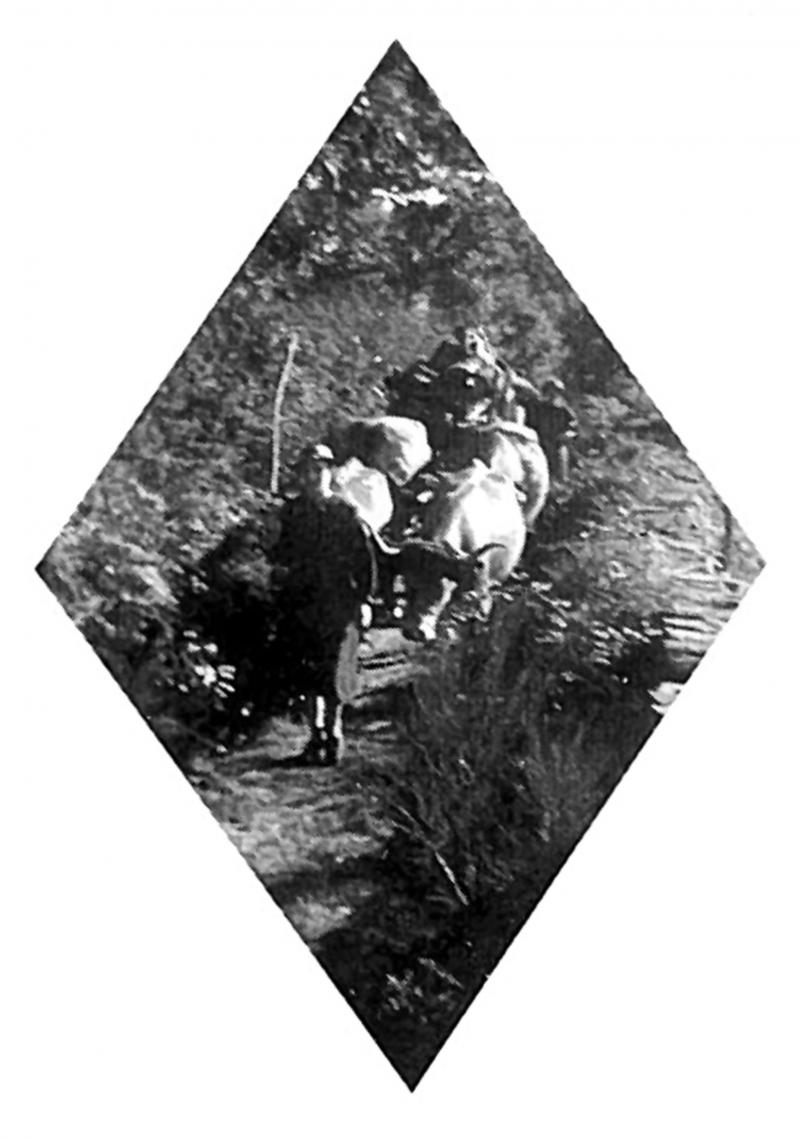 Femme guidant un troupeau de bovidés (vacada) sur un chemin de terre (carral), en Ségala (secteur de Cassagnes Bégonhès)