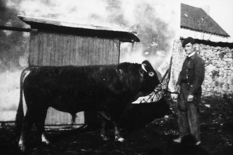 Homme avec un jeune taureau (borret) devant une porte coulissante d'étable (estable), en Ségala (secteur de Cassagnes Bégonhès : Cassagnes Begonhès ?)
