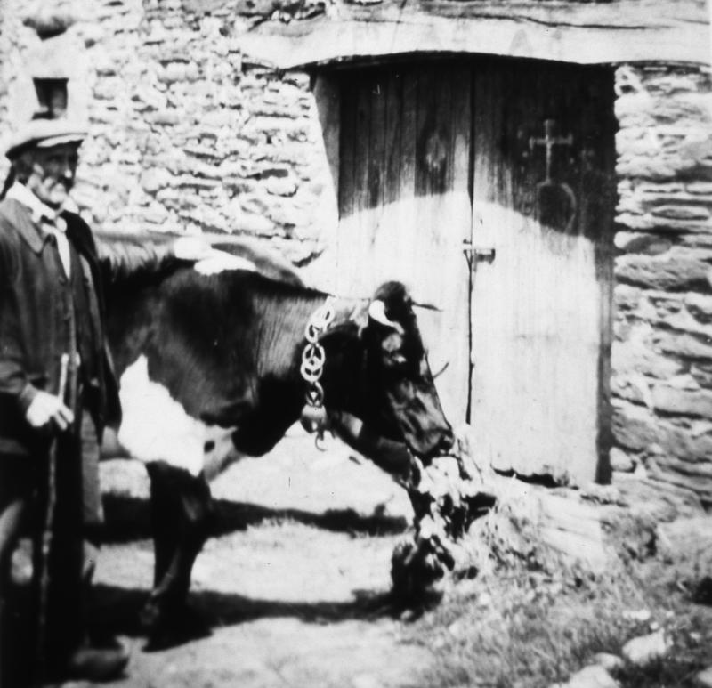 Homme et bovidé mangeant du foin (fen) devant une porte d'étable (estable) sur laquelle est dessinée une croix (crotz), à La Gineste, vers 1948