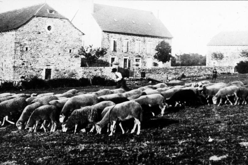Homme conduisant un troupeau de brebis (fedas) devant deux granges (fenials, granjas) et une maison (ostal) avec tirants de murs historiés 1881, en Ségala (secteur de Cassagnes Bégonhès)