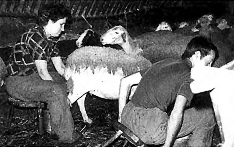Femme et homme trayant (mólzer) manuellement des brebis (fedas) dans une bergerie (jaça), à La Pailhousie, vers 1970