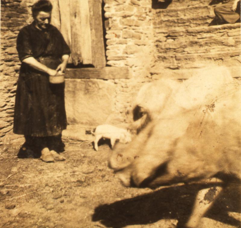 Femme devant un puits (potz) donnant à manger (apasturar) à un porcelet (porcelon) et à des cochons (pòrcs, tessons)