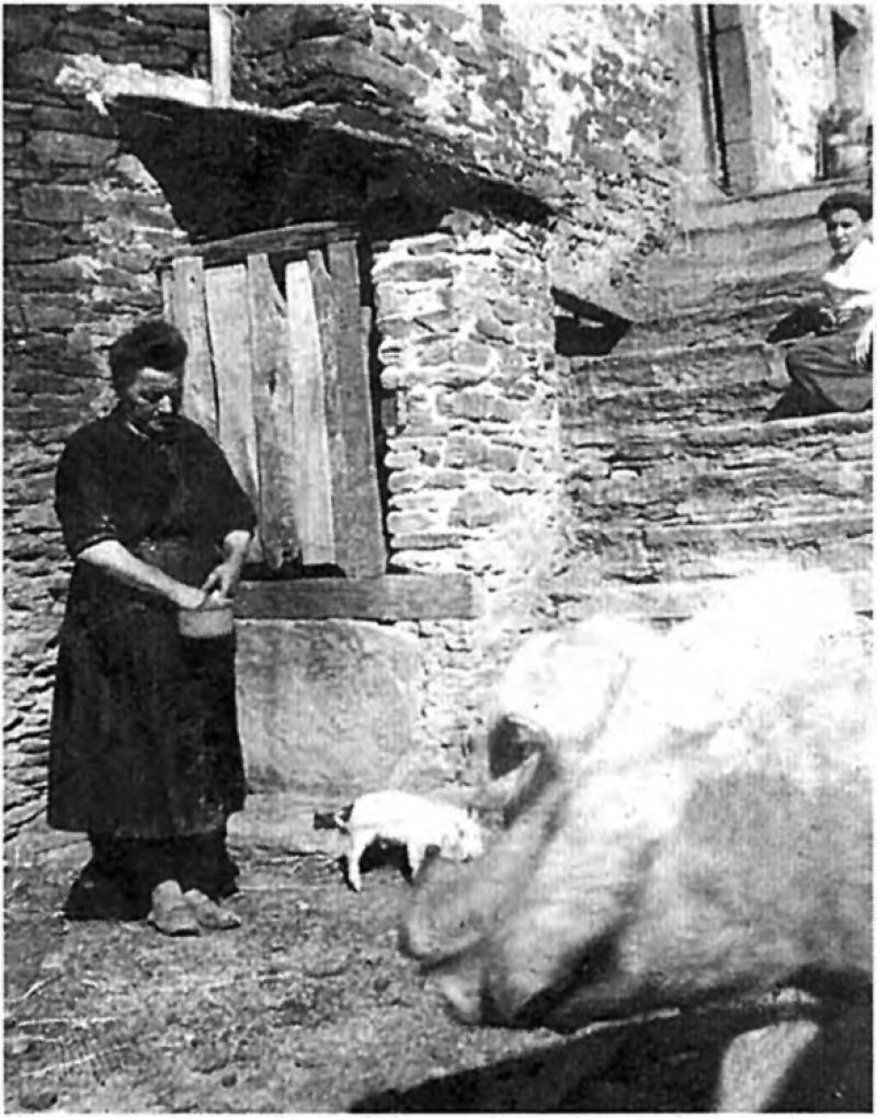 Femme devant un puits (potz) donnant à manger (apasturar) à un porcelet (porcelon) et à des cochons (pòrcs, tessons)