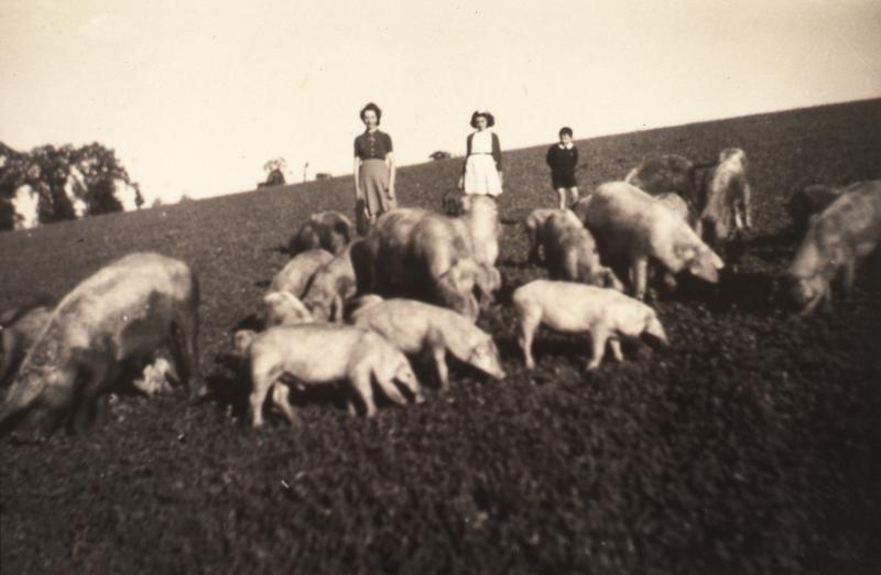 Deux jeunes filles et un garçon gardant des cochons (pòrcs, tessons) et des porcelets (porcelons) dans une prairie (prada, prat), à Milhac